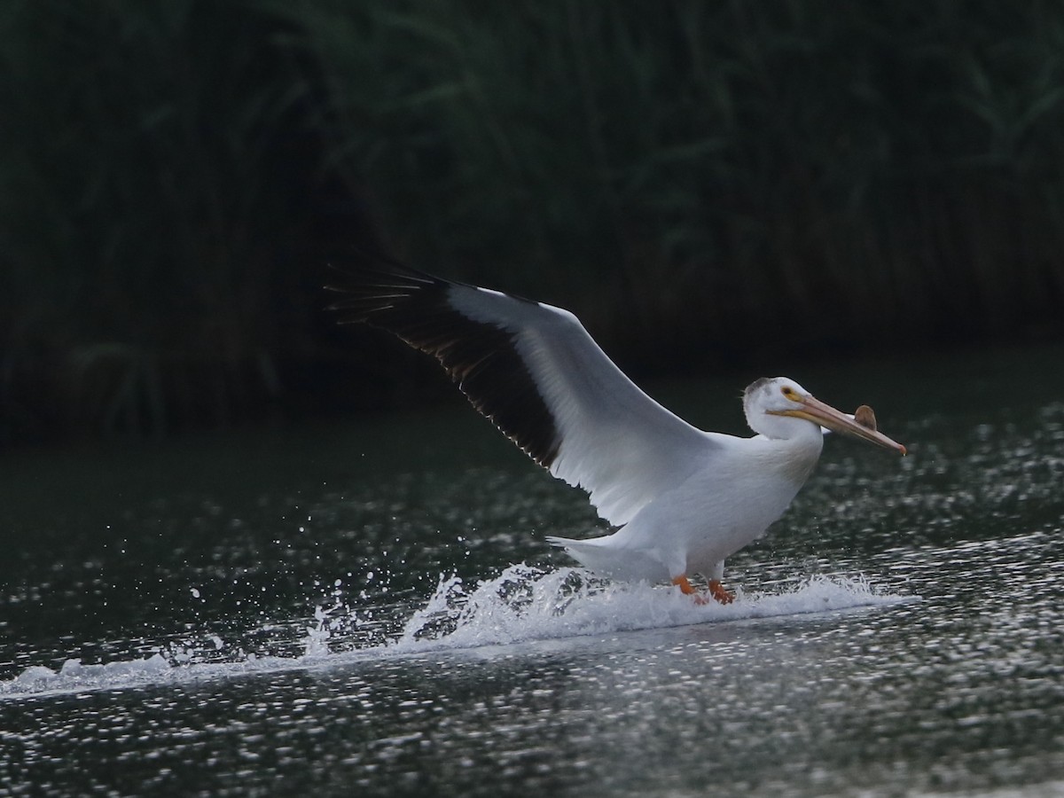 American White Pelican - Dennis Cheeseman