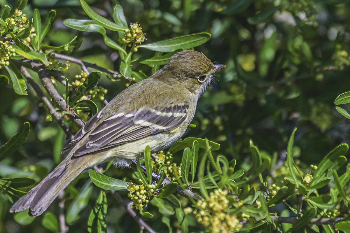 Olivaceous Elaenia - ML644325011