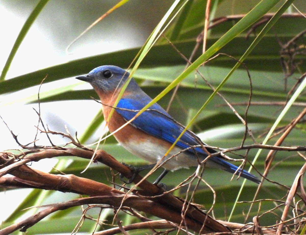 Eastern Bluebird - ML644325012