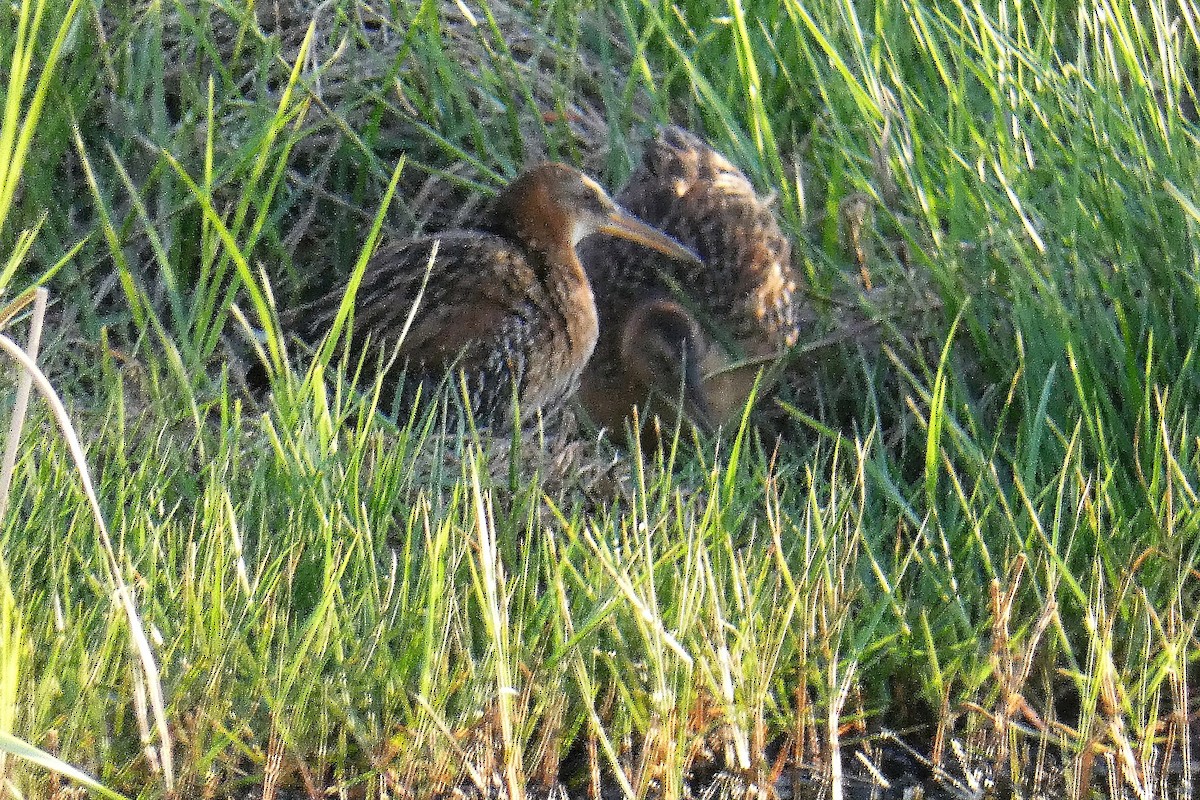 King Rail - ML644325013