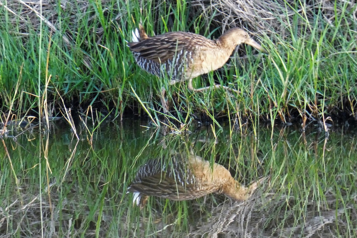 King Rail - ML644325016