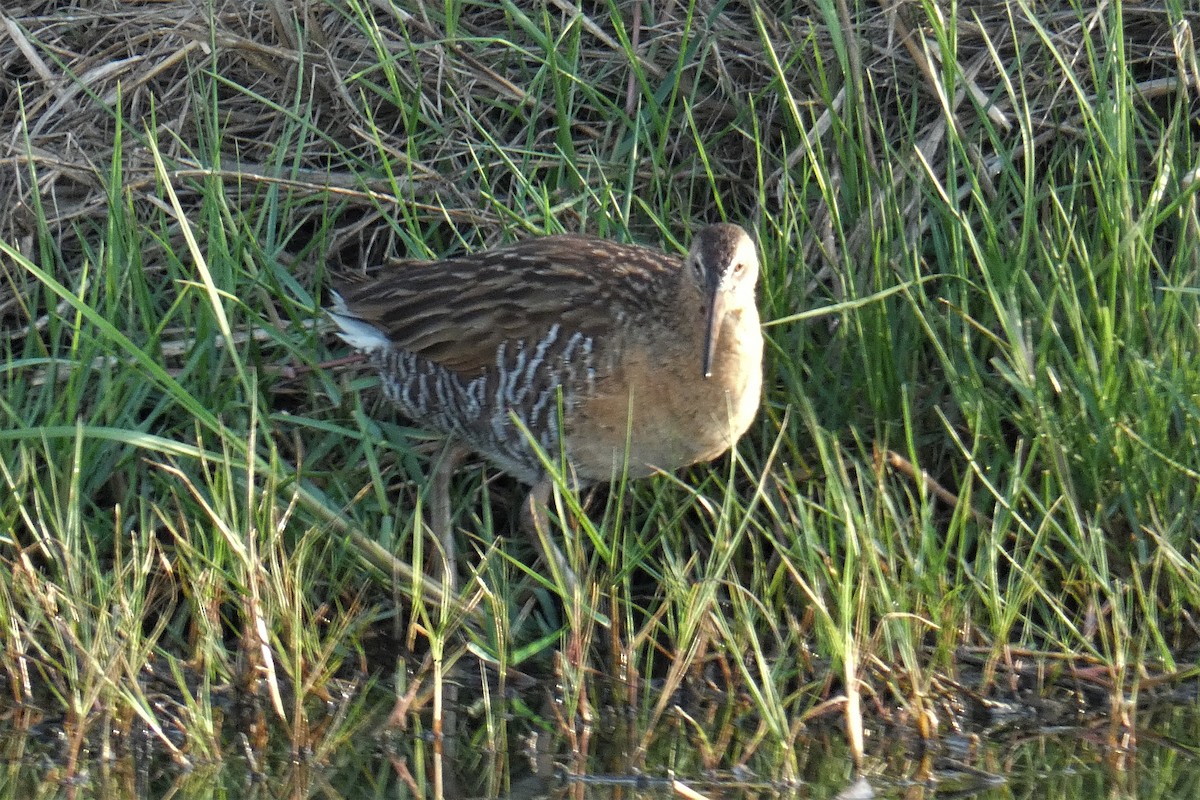 King Rail - ML644325017