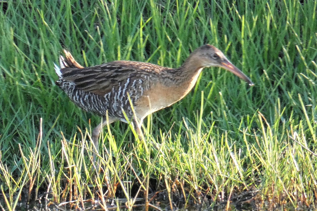 King Rail - ML644325018