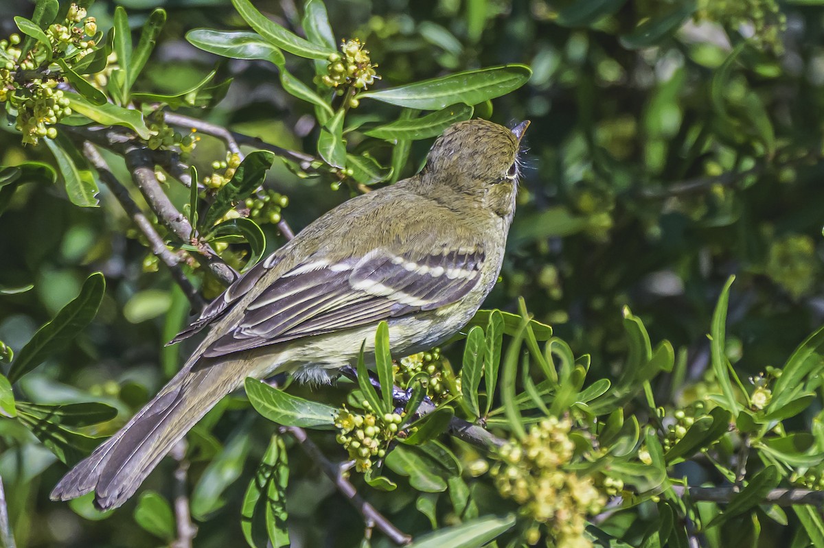 Olivaceous Elaenia - ML644325019