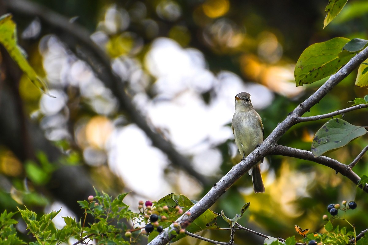 Moucherolle des aulnes ou M. des saules - ML644325020