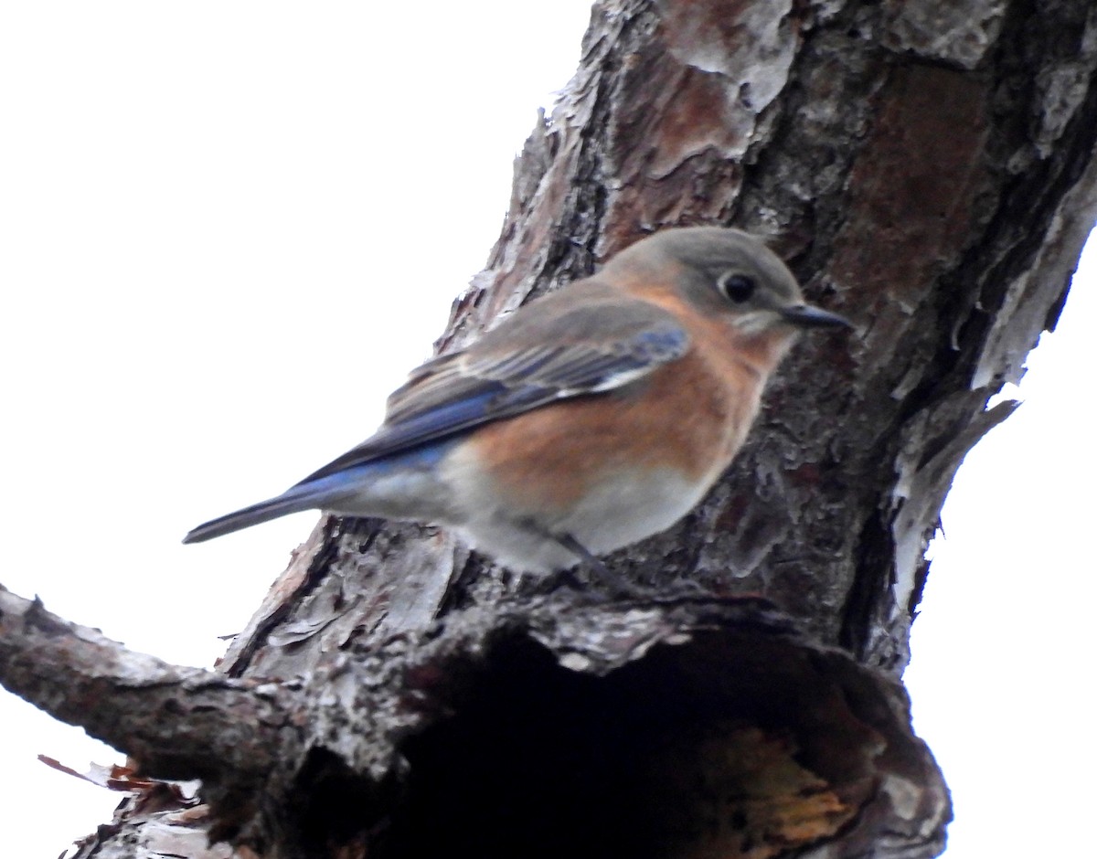 Eastern Bluebird - ML644325021