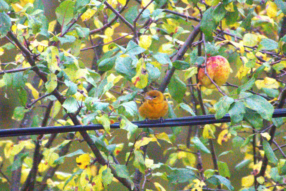 Baltimore Oriole - ML644325022