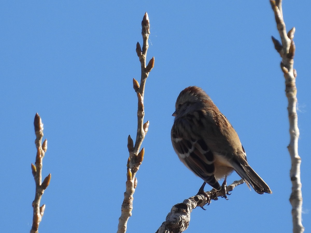 American Tree Sparrow - ML644325028