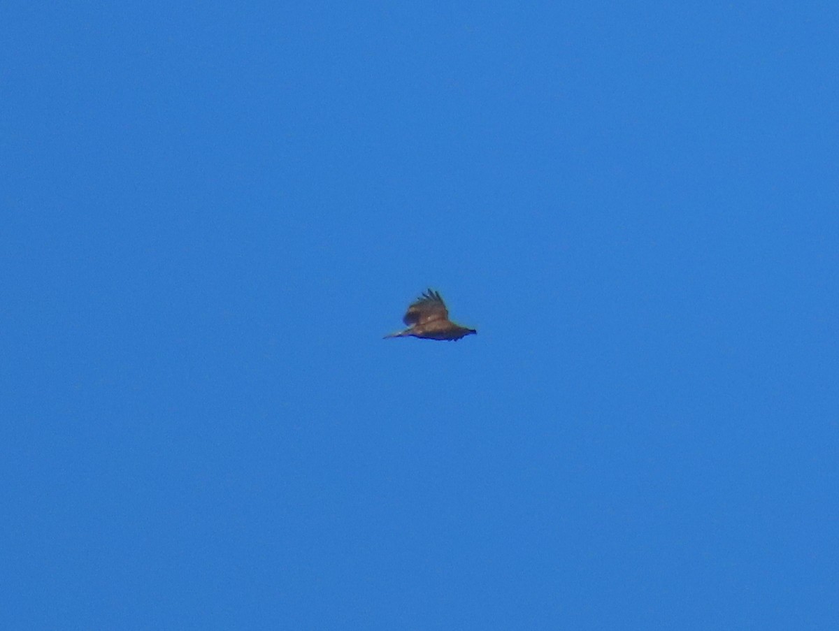 Bald Eagle - ML644325029