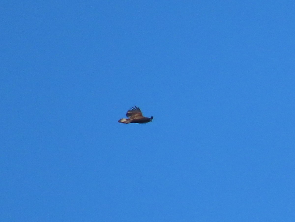 Bald Eagle - ML644325030