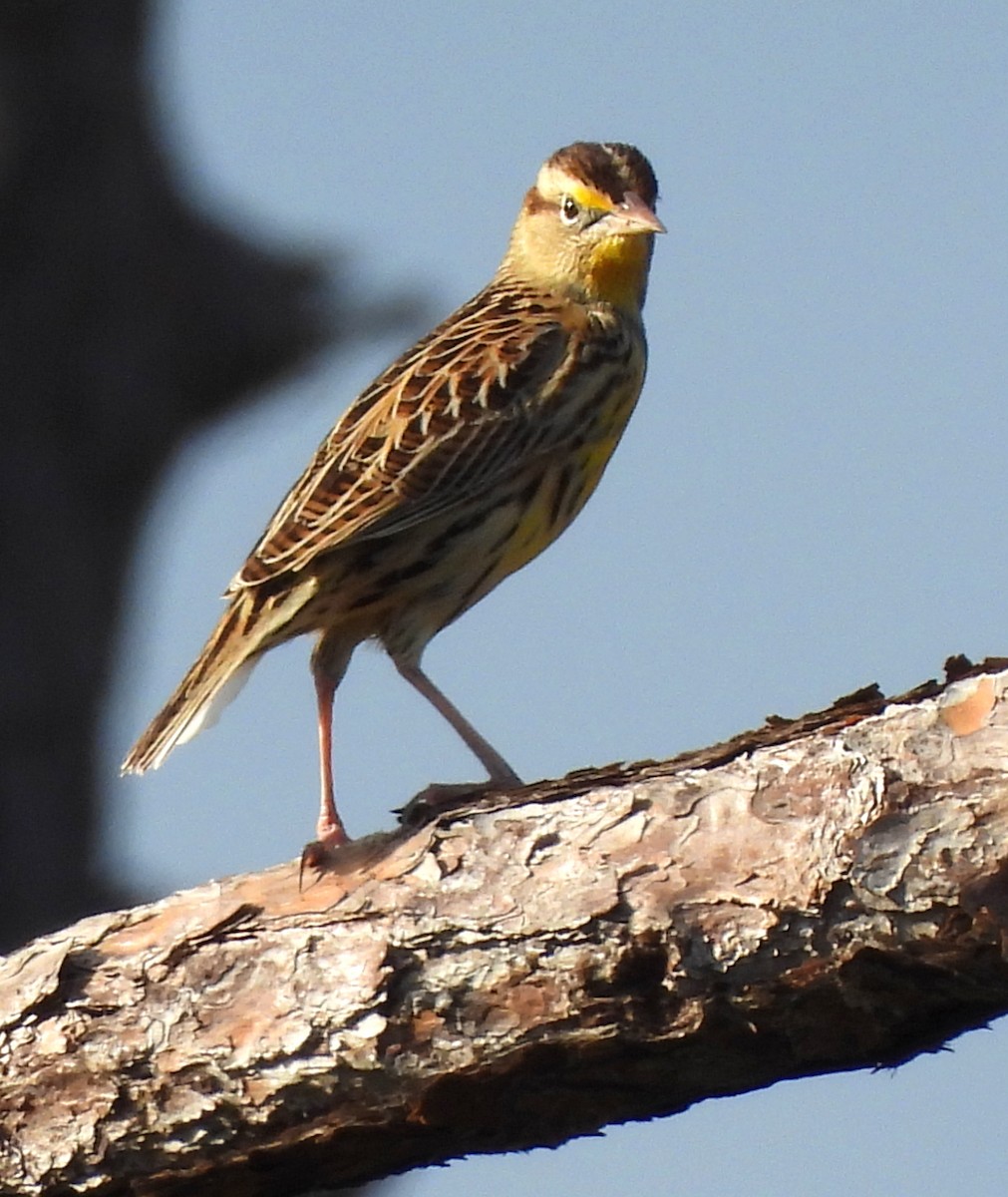 Eastern Meadowlark - ML644325031