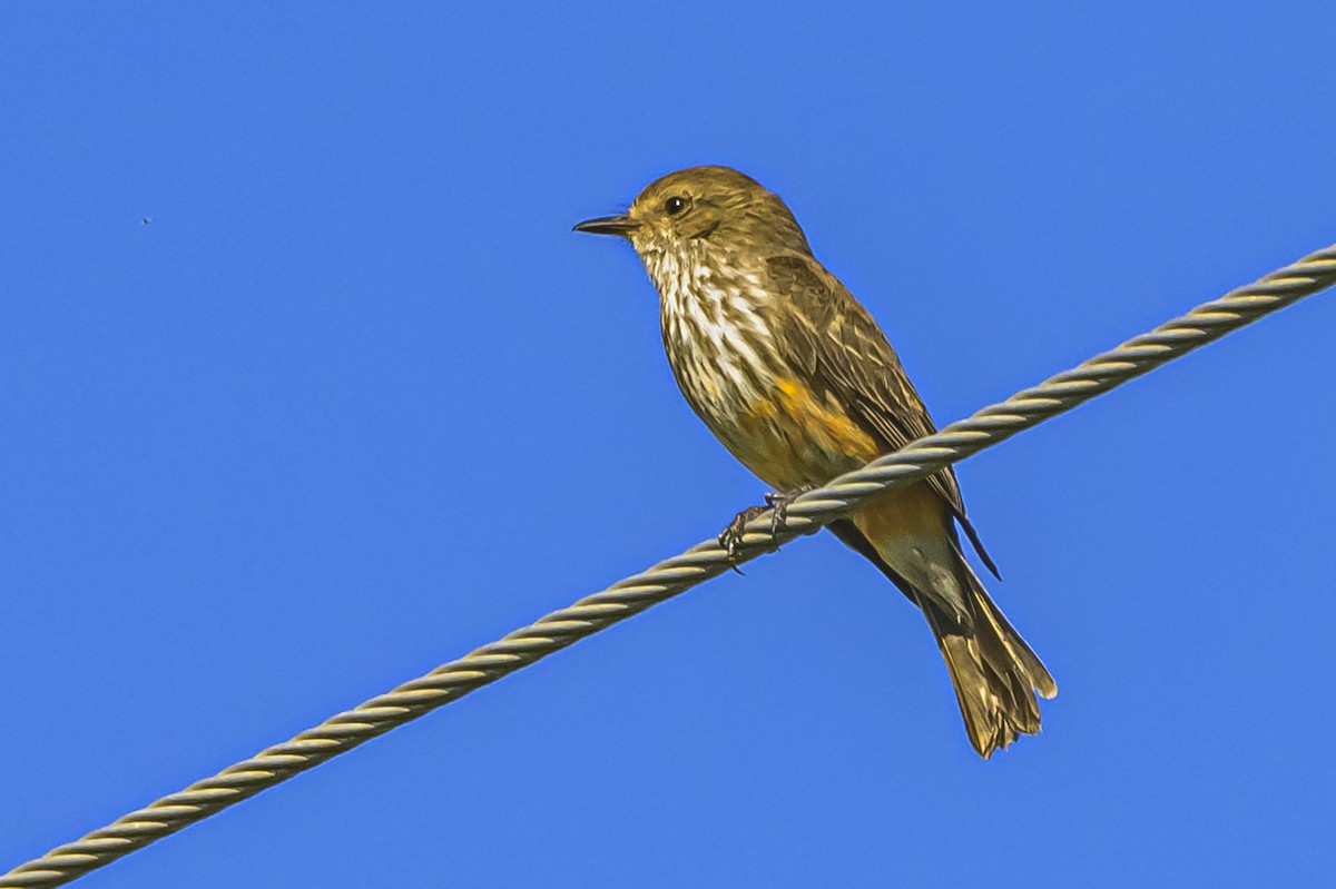 Vermilion Flycatcher - ML644325033