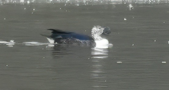 Comb Duck - ML644325041