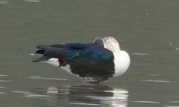 Comb Duck - ML644325042