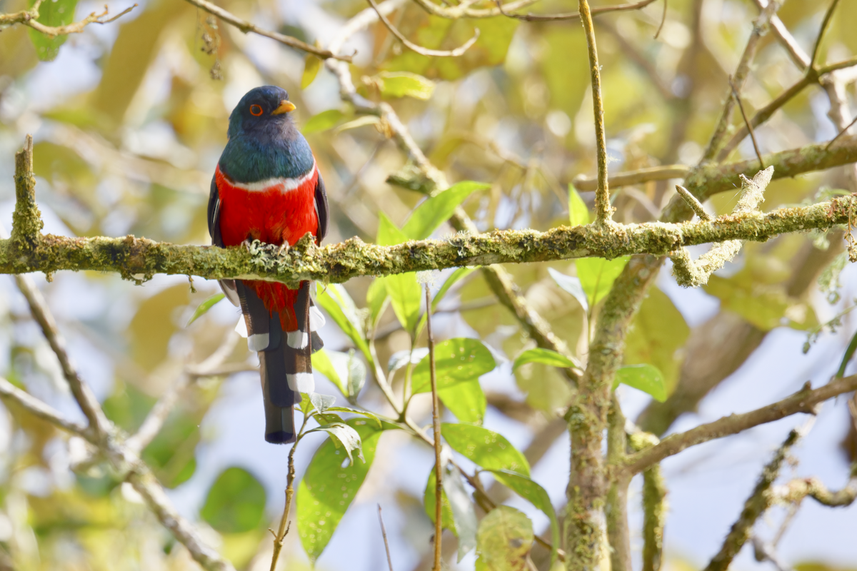 Masked Trogon - ML644325043