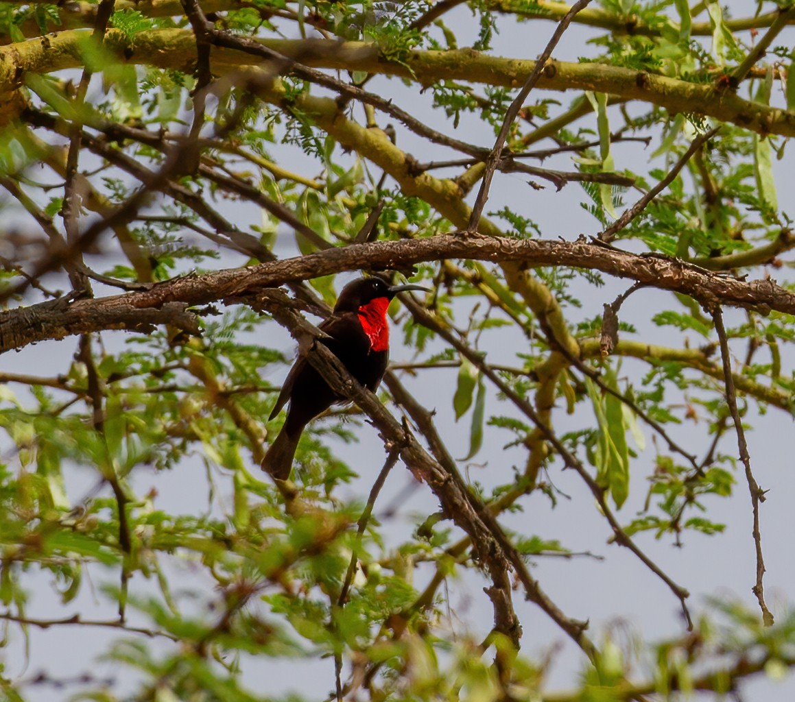 Scarlet-chested Sunbird - ML644325045