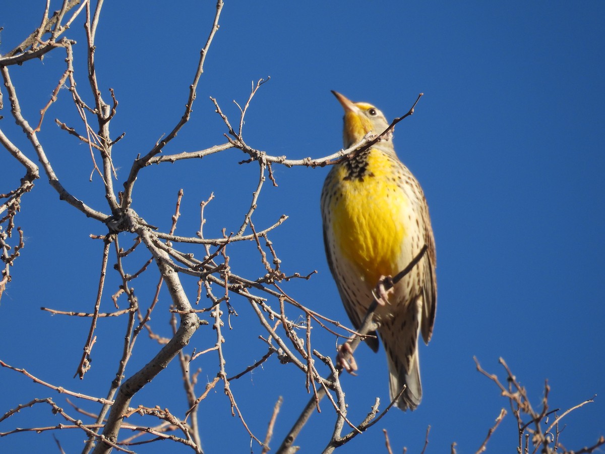 prærielerketrupial - ML644325047