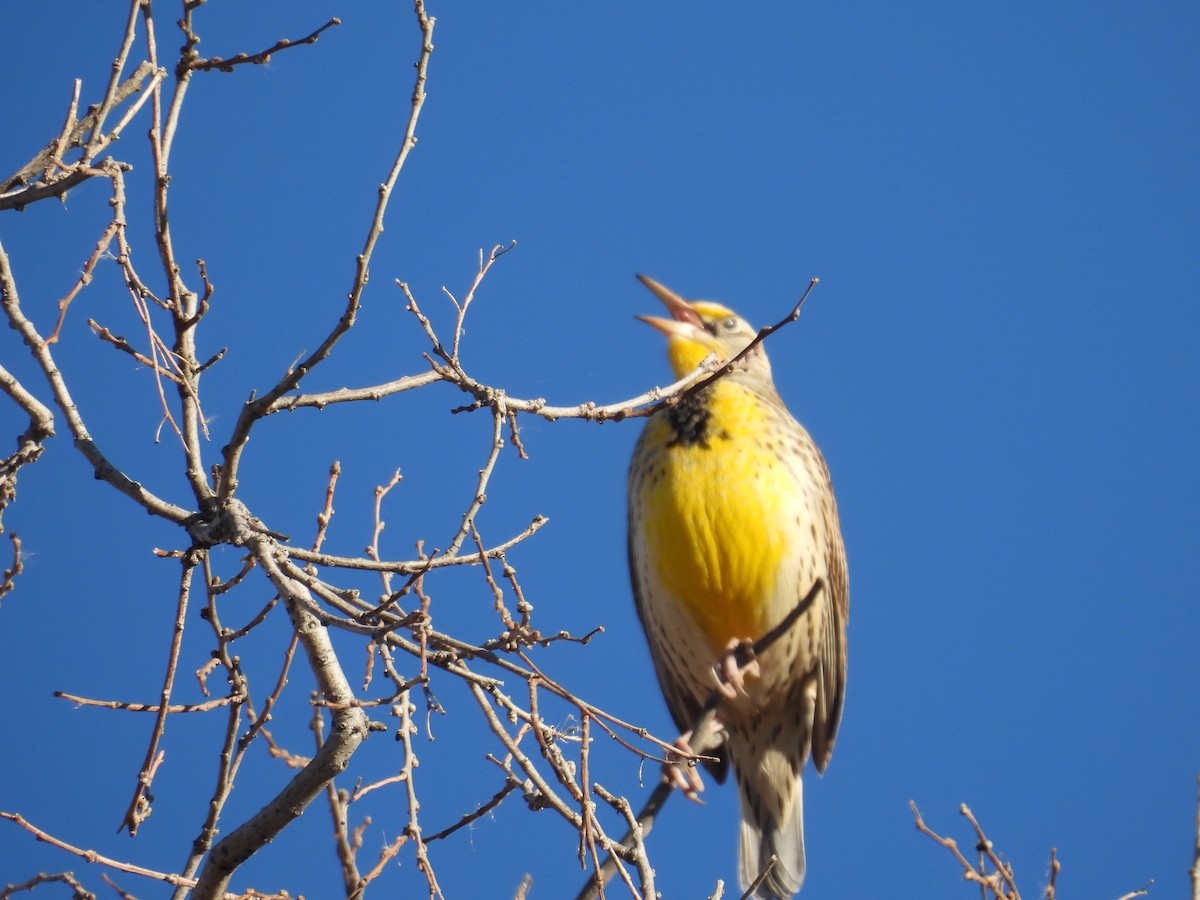 prærielerketrupial - ML644325048