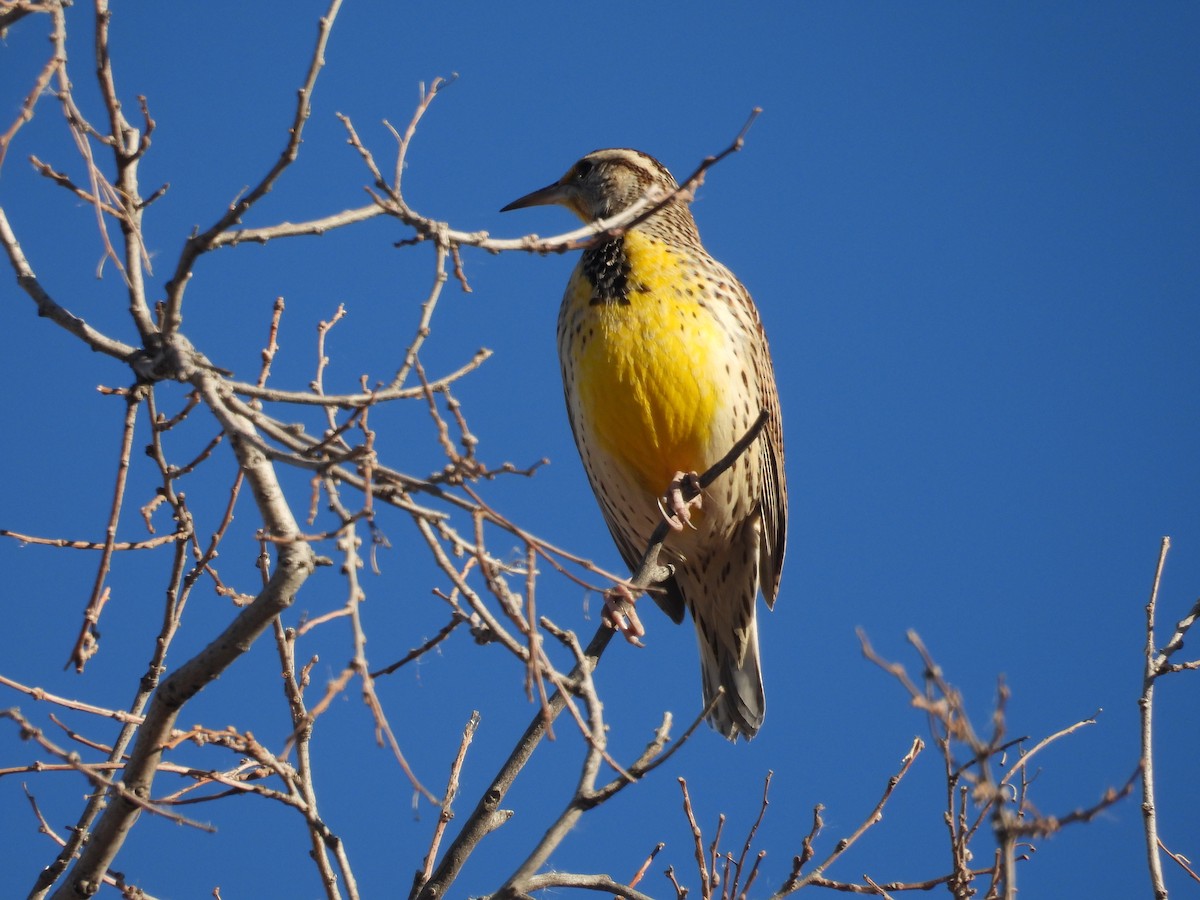 prærielerketrupial - ML644325049