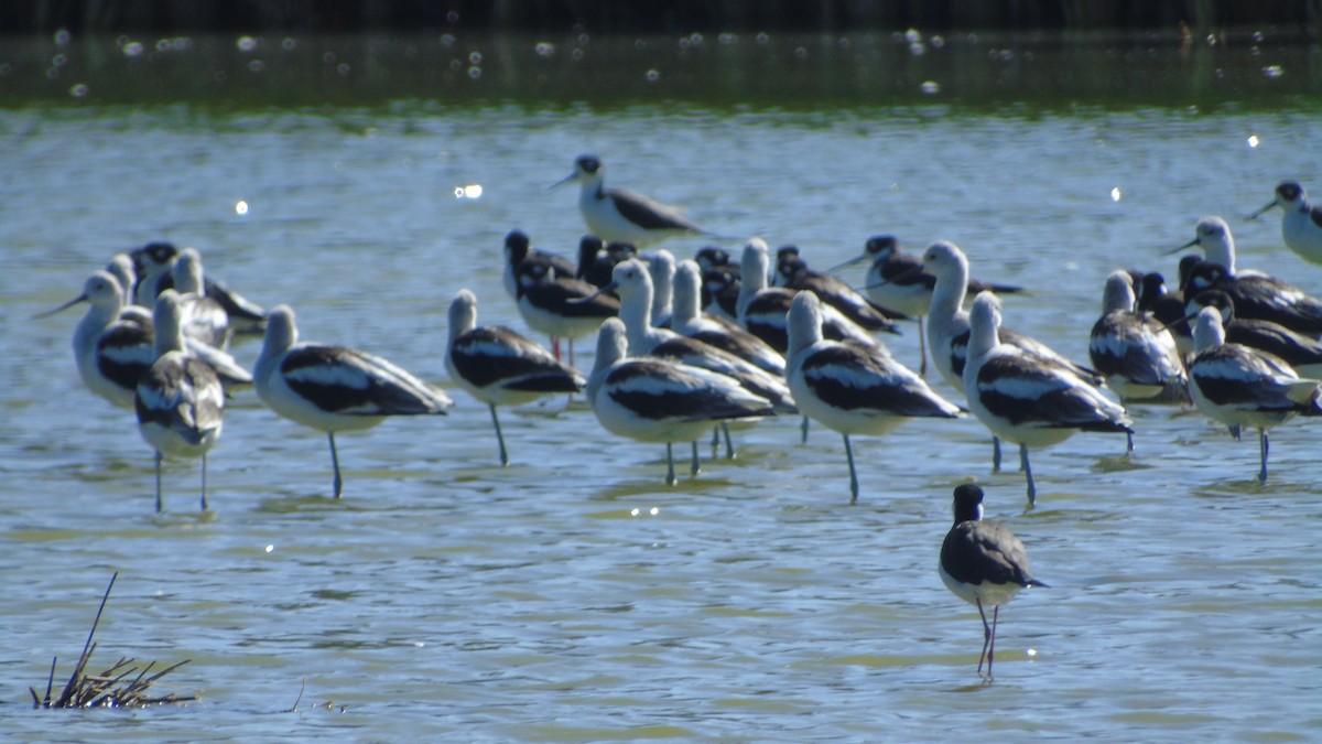 American Avocet - ML644325050