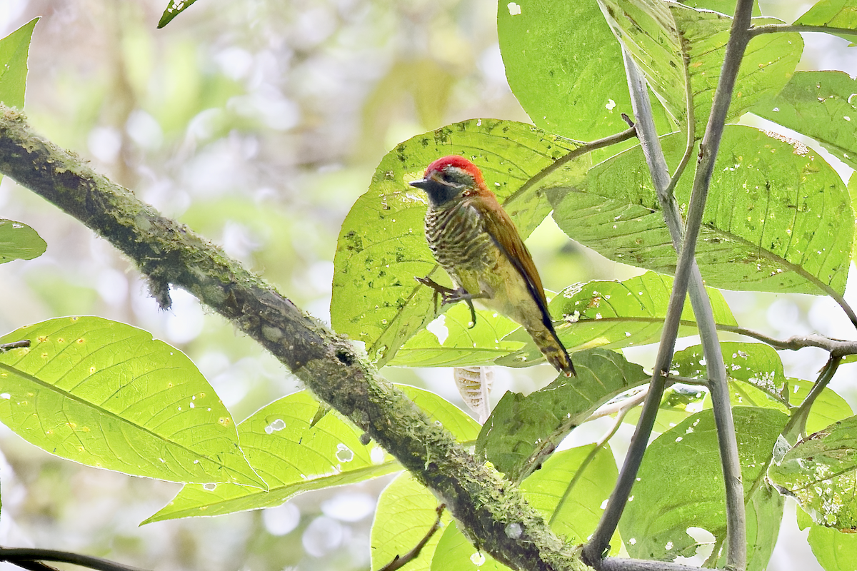 Yellow-vented Woodpecker - ML644325052