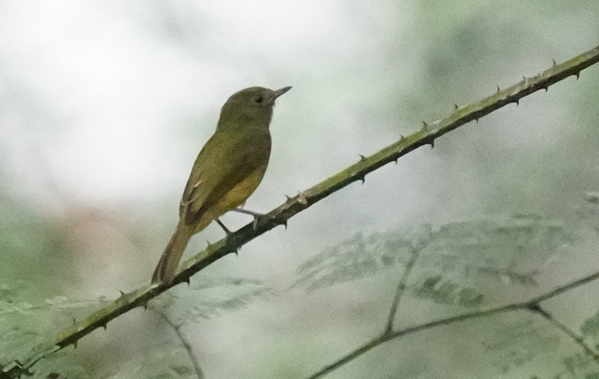 Ochre-bellied Flycatcher - ML644325053