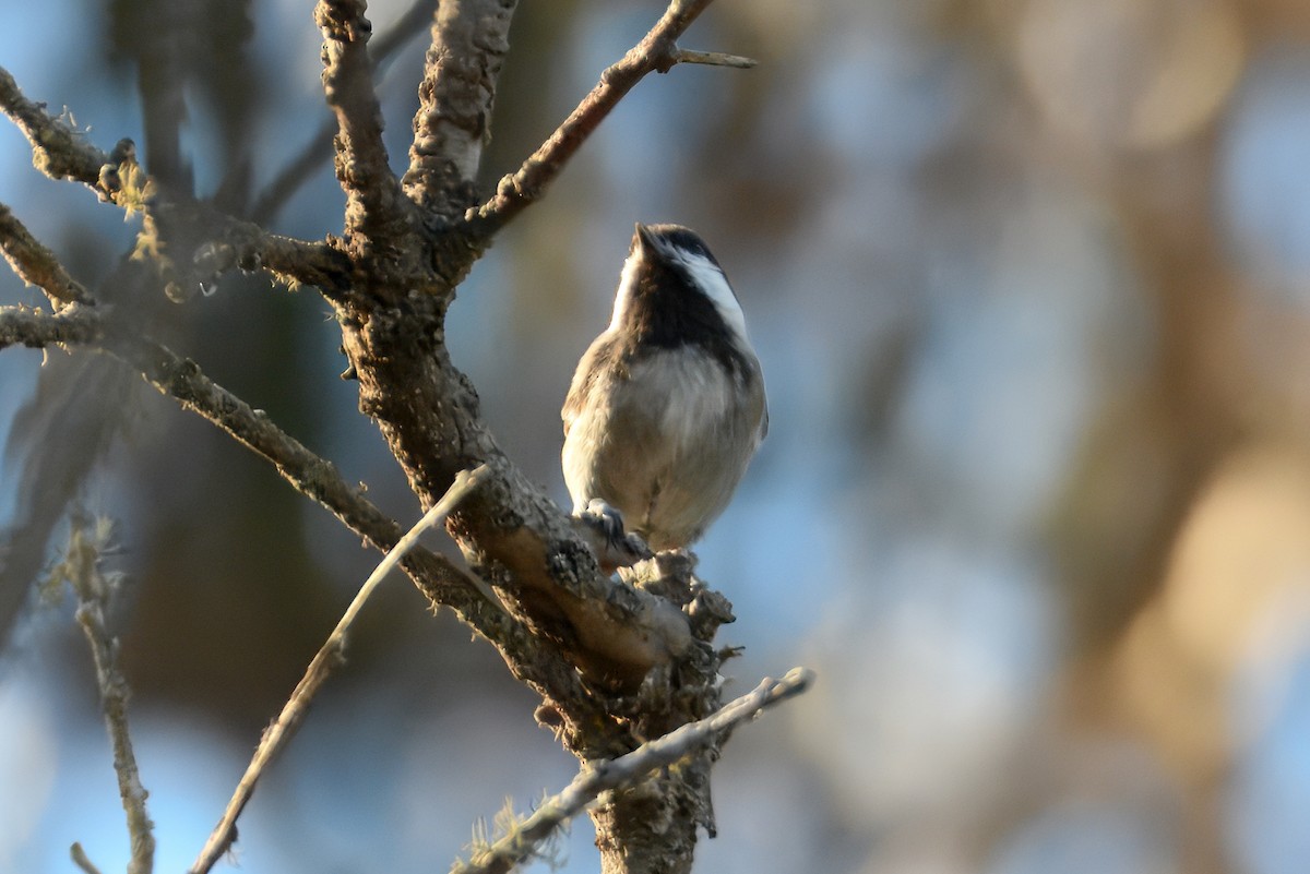 Chestnut-backed Chickadee - ML644325054