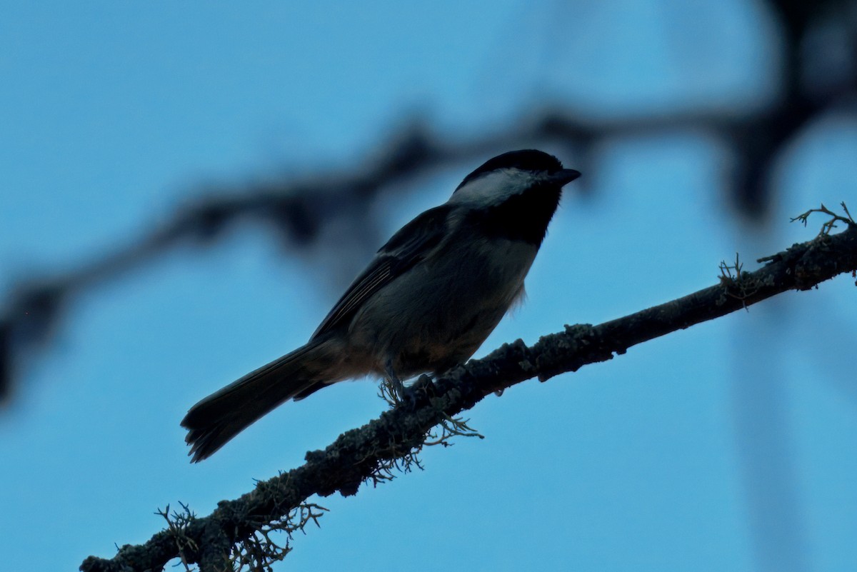 Chestnut-backed Chickadee - ML644325055