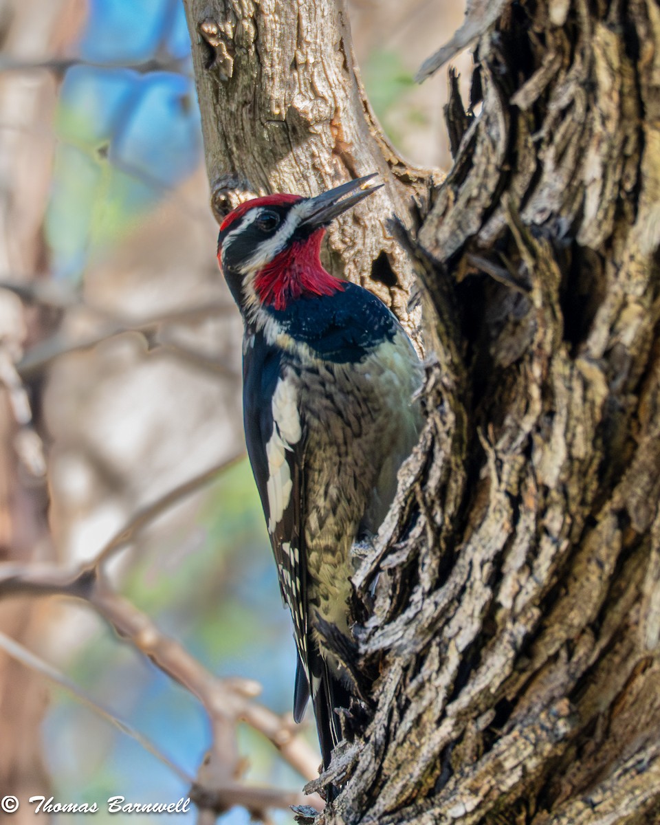 Rotnacken-Saftlecker - ML644325061