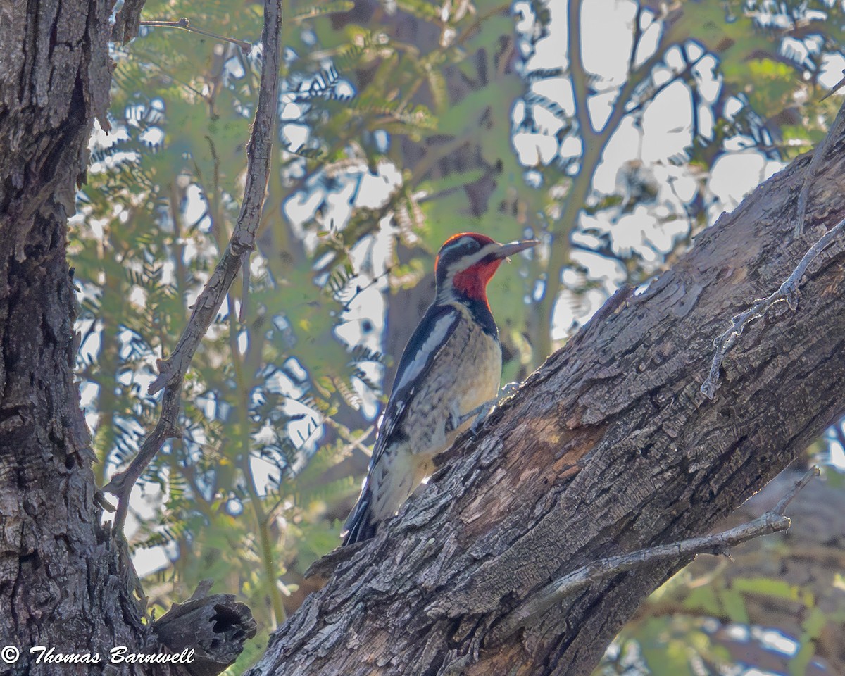 Rotnacken-Saftlecker - ML644325062