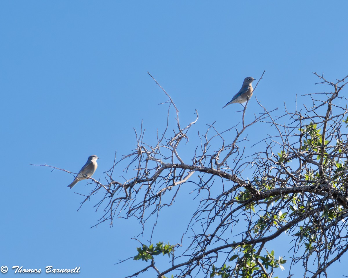 salašník západní - ML644325072