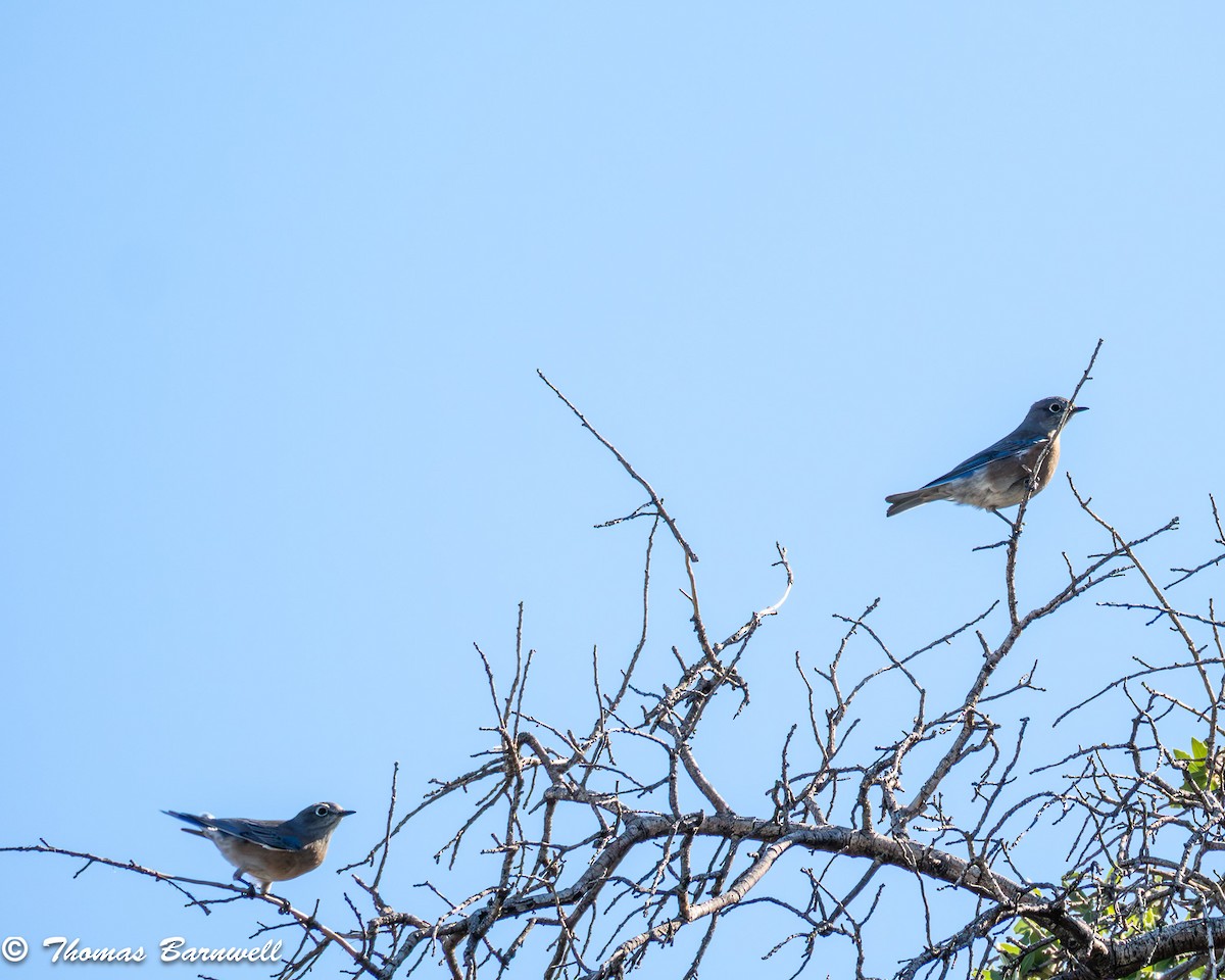 salašník západní - ML644325073