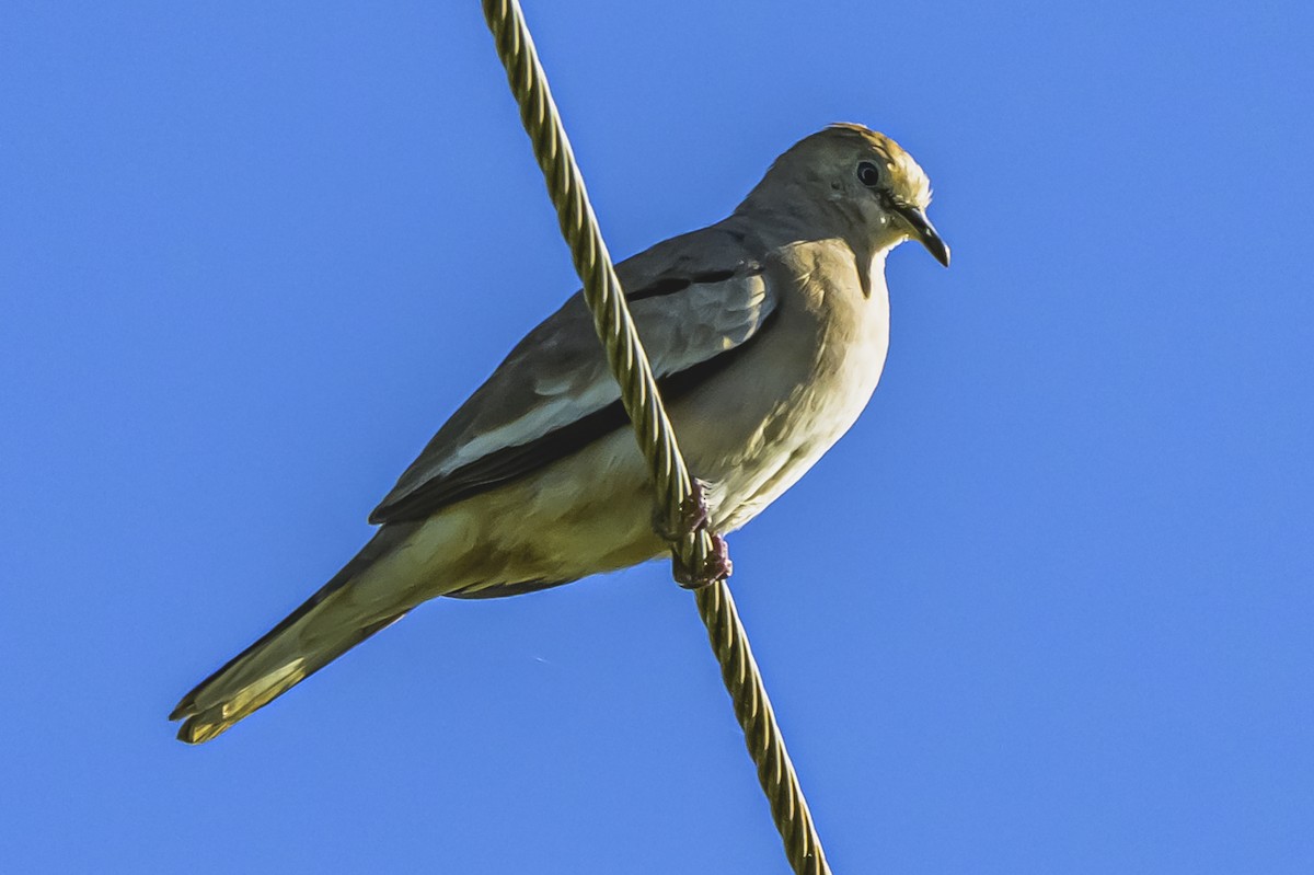 Picuitäubchen - ML644325085