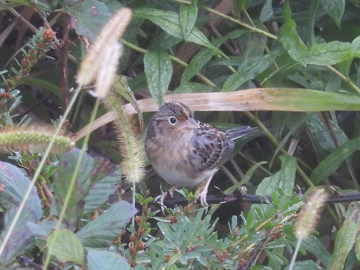 Багновець прерієвий - ML644325087