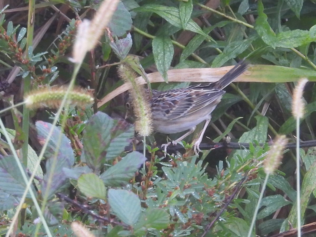 Багновець прерієвий - ML644325088