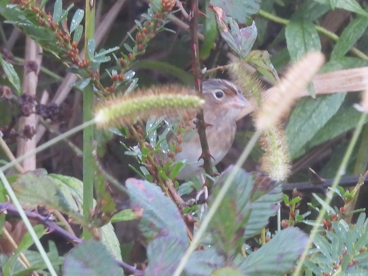 Багновець прерієвий - ML644325089