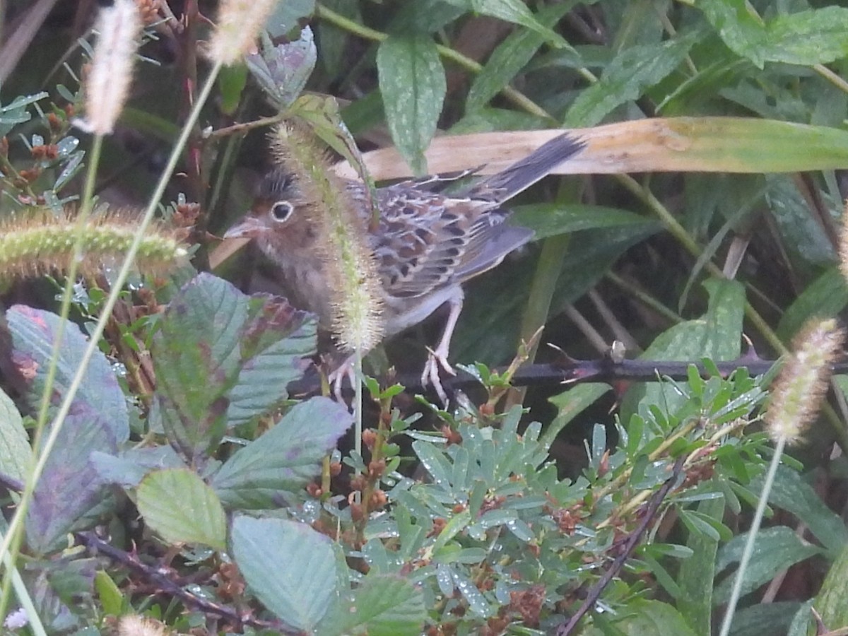Багновець прерієвий - ML644325090