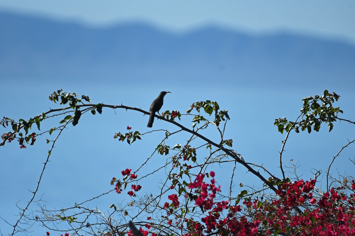 Kalifornienspottdrossel - ML644325091