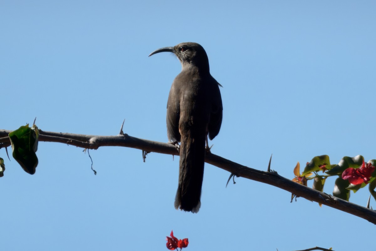 Kalifornienspottdrossel - ML644325094