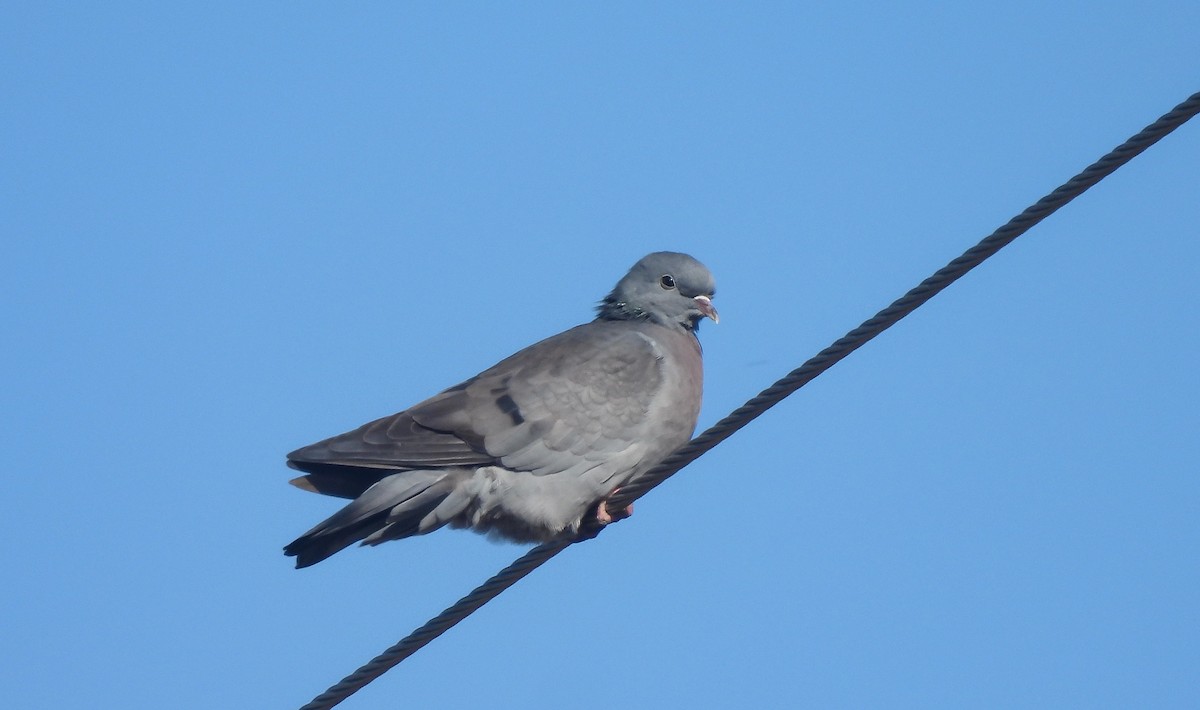 skogdue - ML644325114