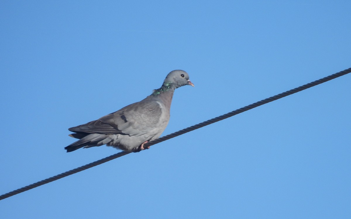 skogdue - ML644325115