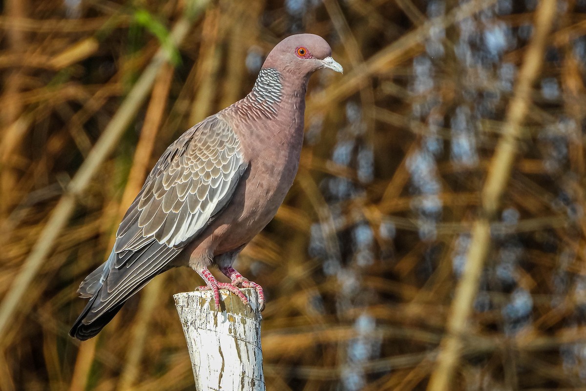 Picazuro Pigeon - ML644325119