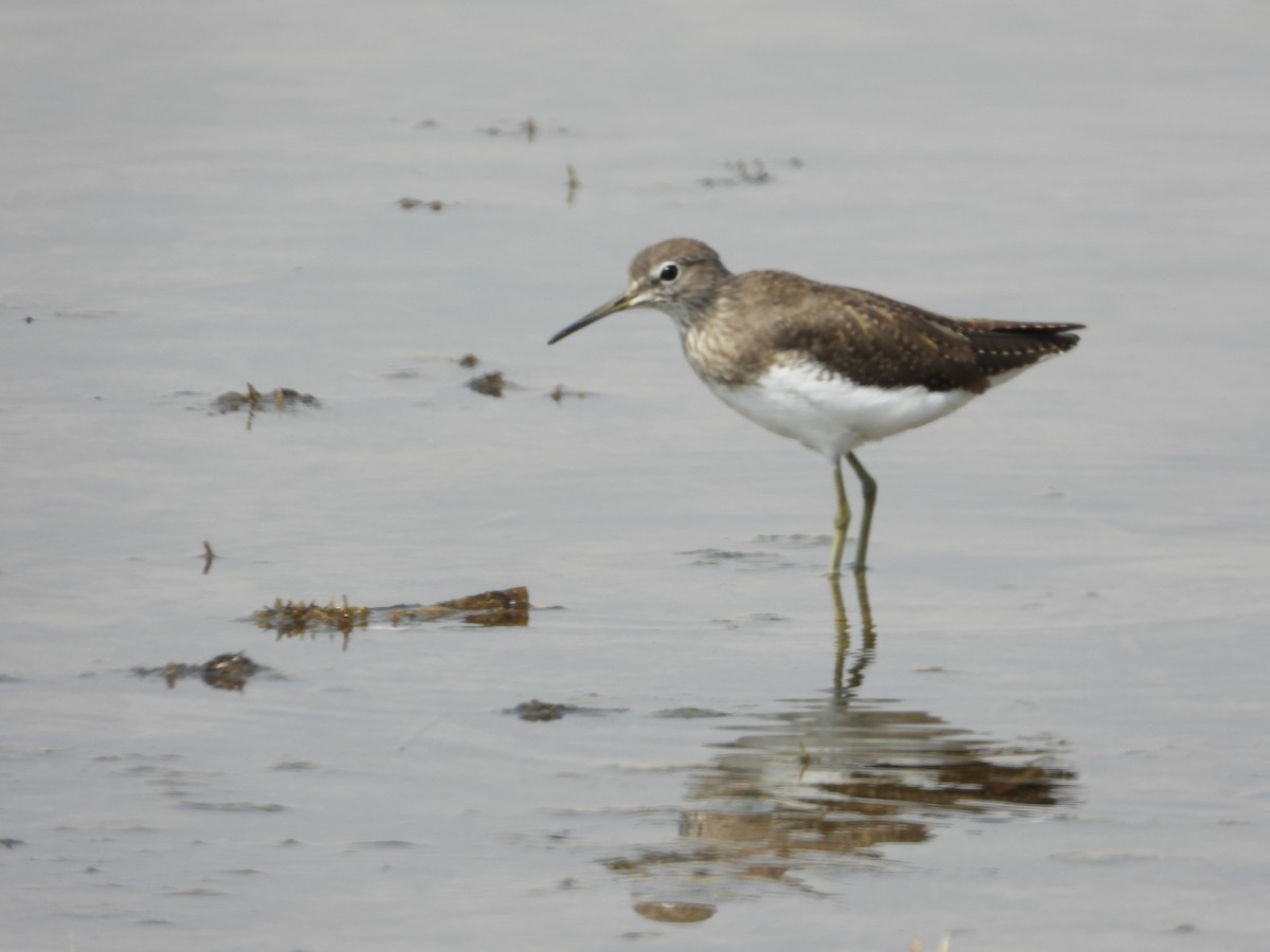 Green Sandpiper - ML644325120