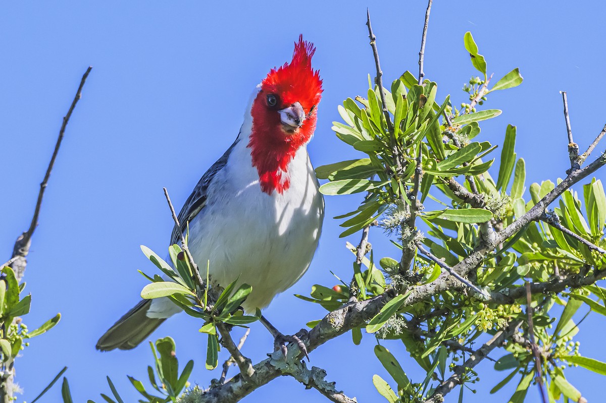 Red-crested Cardinal - ML644325121