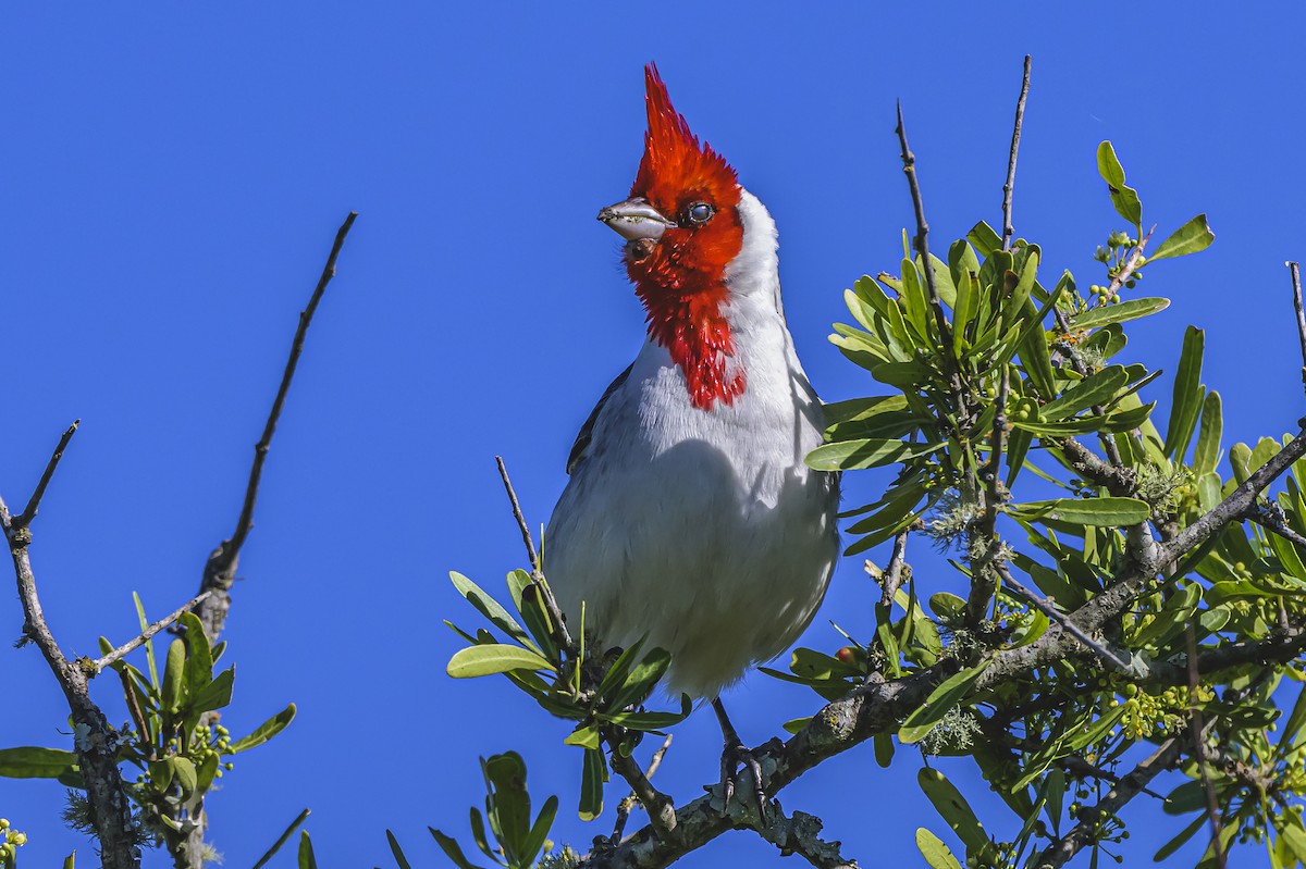 Red-crested Cardinal - ML644325123