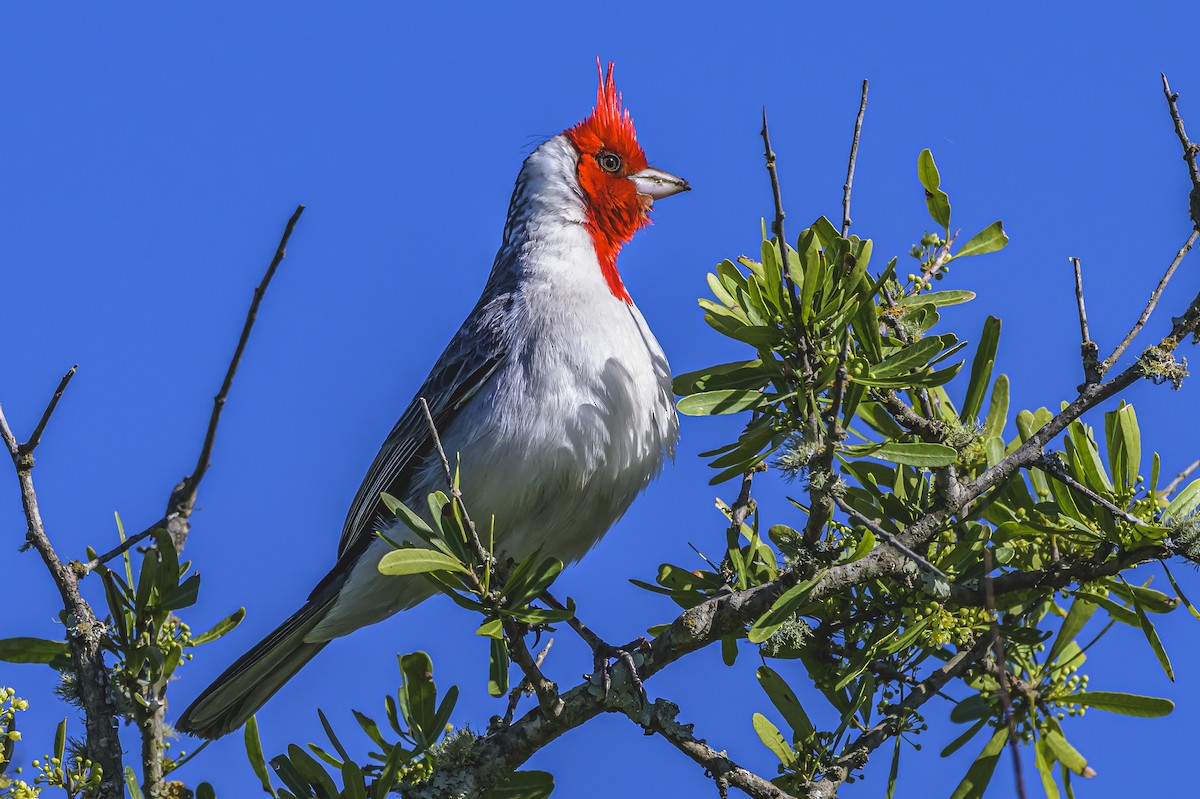 Red-crested Cardinal - ML644325125