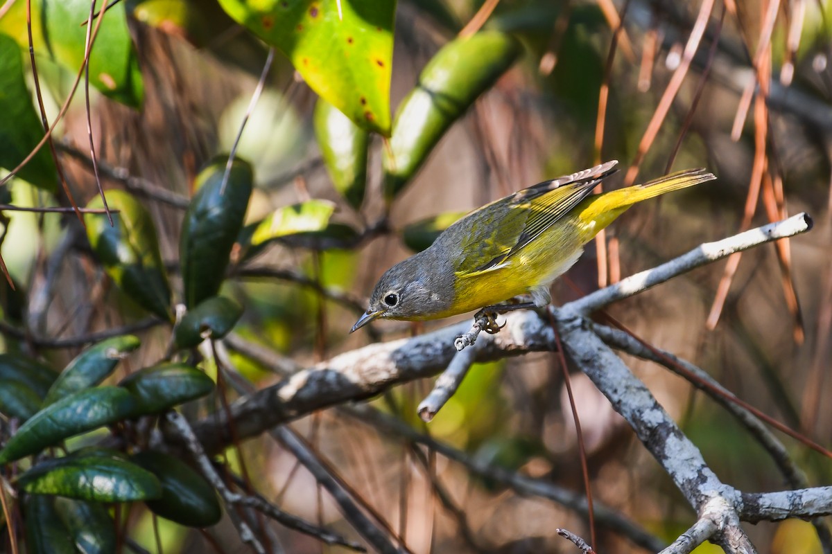 ズアカアメリカムシクイ - ML644325127