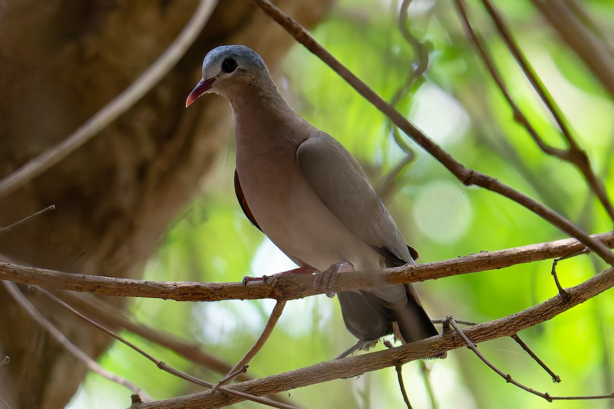Blue-spotted Wood-Dove - ML644325138