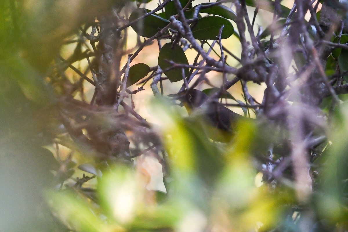 Болотянка строкатовола - ML644325140