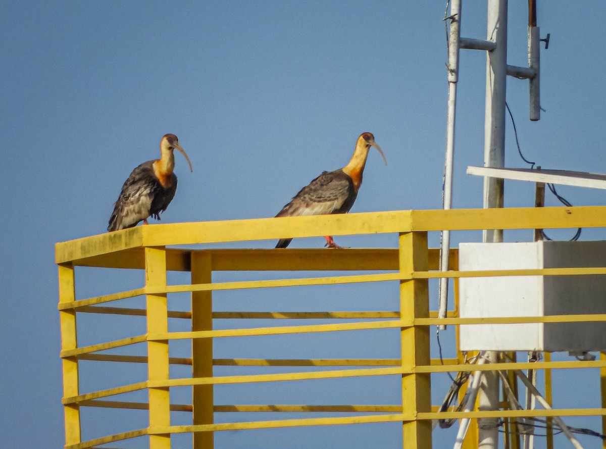 Buff-necked Ibis - ML644325153